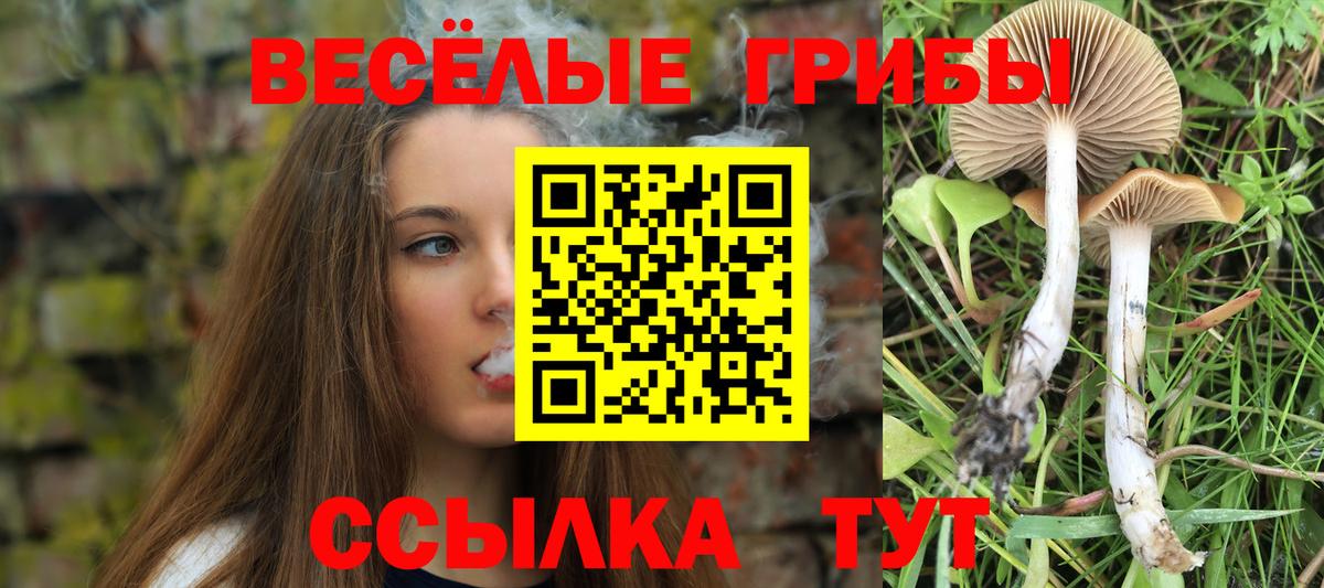 Артём  Псилоцибиновые грибы Psilocybe  Галлюциногенные грибы MAGIC MUSHROOMS  Вход с VPN 